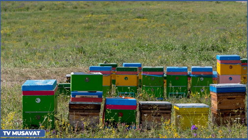 Bal kimi REPORTAJ...