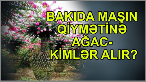Bakıda maşın qiymətinə ağac - kimlər alır?