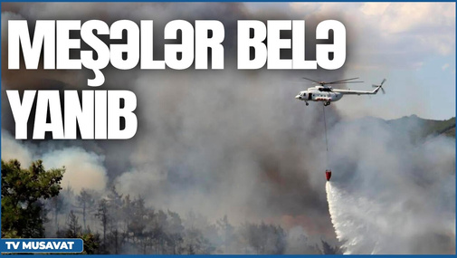 Şabranın meşələri belə yanıb - EKSKLÜZİV görüntülər