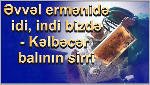Əvvəl e*rmənidə idi, indi bizdə - Kəlbəcər balının sirri